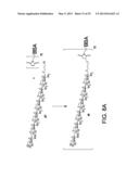 Synthetic Oligosaccharides for Staphylococcus Vaccine diagram and image