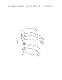 METHOD TO PRODUCE ACETYLDIACYLGLYCEROLS (AC-TAGS) BY EXPRESSION OF AN     ACETYLTRANSFERASE GENE ISOLATED FROM EUONYMUS ALATUS (BURNING BUSH) diagram and image