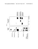 METHOD TO PRODUCE ACETYLDIACYLGLYCEROLS (AC-TAGS) BY EXPRESSION OF AN     ACETYLTRANSFERASE GENE ISOLATED FROM EUONYMUS ALATUS (BURNING BUSH) diagram and image