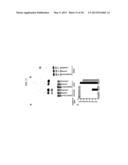 METHOD TO PRODUCE ACETYLDIACYLGLYCEROLS (AC-TAGS) BY EXPRESSION OF AN     ACETYLTRANSFERASE GENE ISOLATED FROM EUONYMUS ALATUS (BURNING BUSH) diagram and image