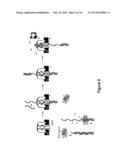 METHODS FOR USING A NANOPORE diagram and image