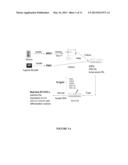 DIFFERENTIATION OF MESENCHYMAL STEM CELLS INTO FIBROBLASTS, COMPOSITIONS     COMPRISING MESENCHYMAL STEM CELL-DERIVED FIBROBLASTS, AND METHODS OF     USING THE SAME diagram and image