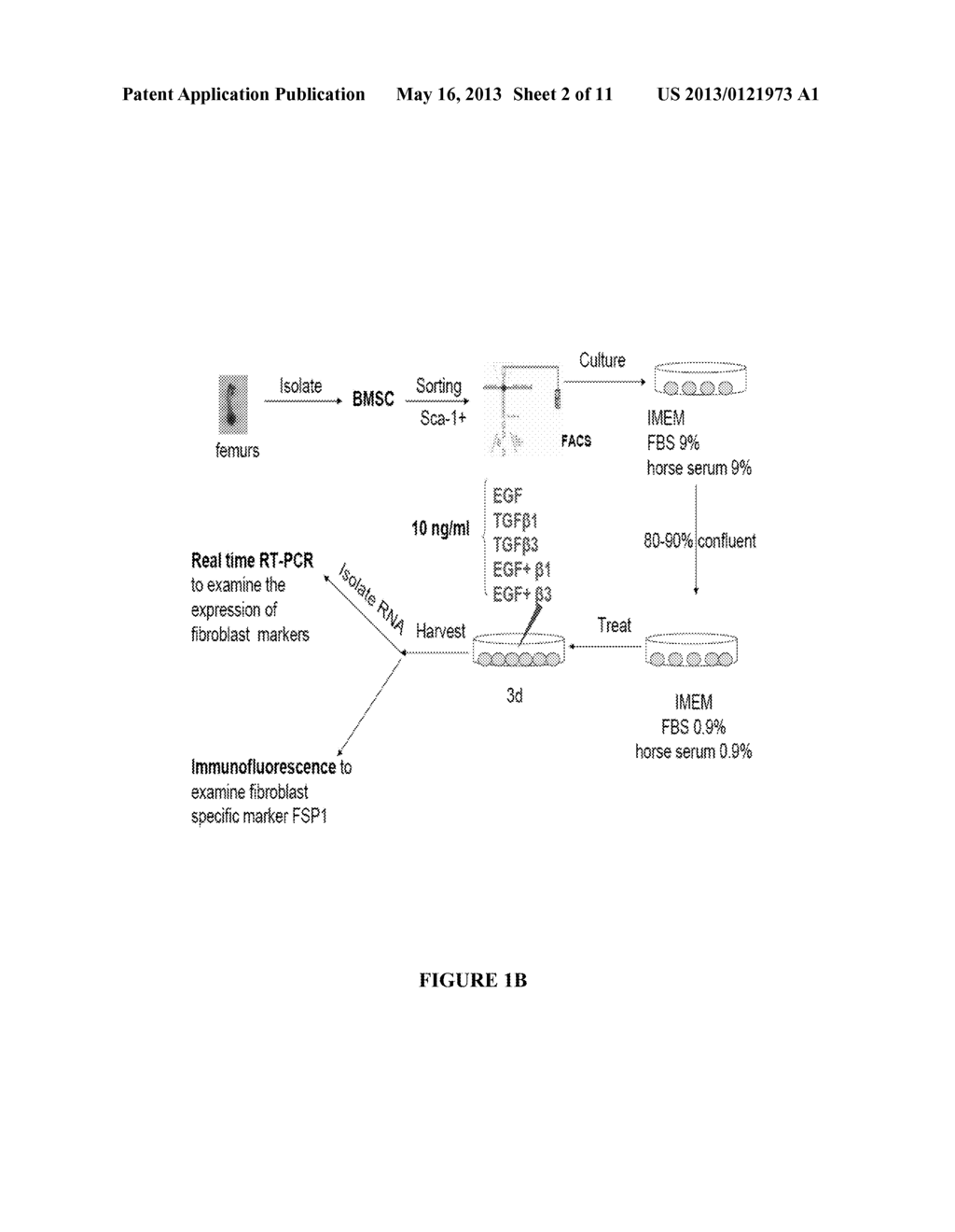 DIFFERENTIATION OF MESENCHYMAL STEM CELLS INTO FIBROBLASTS, COMPOSITIONS     COMPRISING MESENCHYMAL STEM CELL-DERIVED FIBROBLASTS, AND METHODS OF     USING THE SAME - diagram, schematic, and image 03