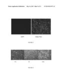 DIFFERENTIATION OF MESENCHYMAL STEM CELLS INTO FIBROBLASTS, COMPOSITIONS     COMPRISING MESENCHYMAL STEM CELL-DERIVED FIBROBLASTS, AND METHODS OF     USING THE SAME diagram and image