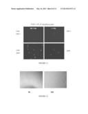 DIFFERENTIATION OF MESENCHYMAL STEM CELLS INTO FIBROBLASTS, COMPOSITIONS     COMPRISING MESENCHYMAL STEM CELL-DERIVED FIBROBLASTS, AND METHODS OF     USING THE SAME diagram and image