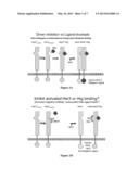 ANTIBODIES IMMUNOREACTIVE WITH HEREGULIN-COUPLED HER3 diagram and image