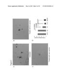 DNA VACCINE FOR ALZHEIMER S DISEASE diagram and image