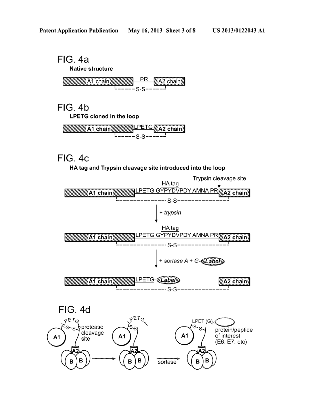 MODIFIED POLYPEPTIDES AND PROTEINS AND USES THEREOF - diagram, schematic, and image 04