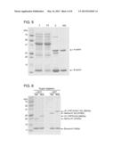 MODIFIED POLYPEPTIDES AND PROTEINS AND USES THEREOF diagram and image