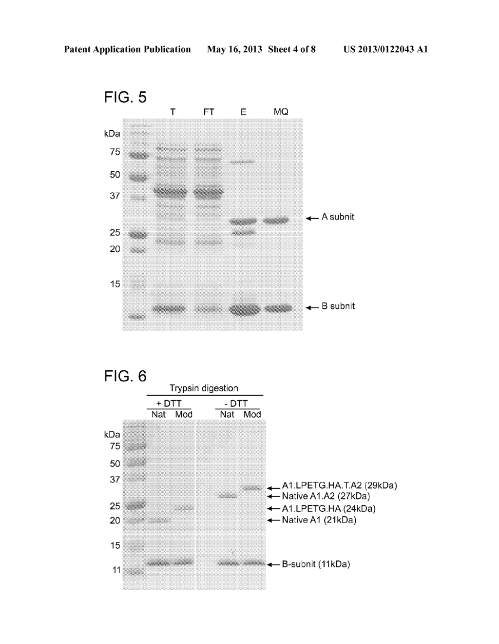 MODIFIED POLYPEPTIDES AND PROTEINS AND USES THEREOF - diagram, schematic, and image 05