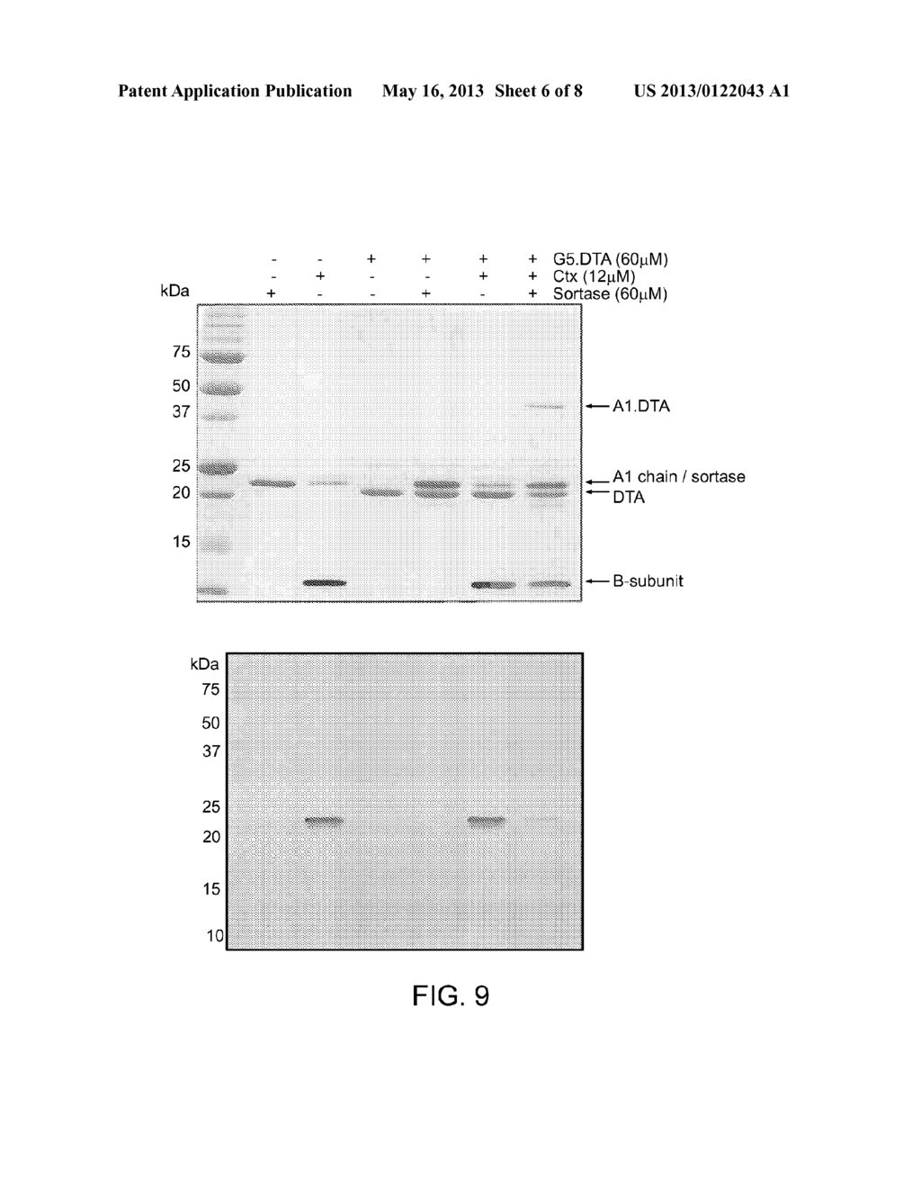 MODIFIED POLYPEPTIDES AND PROTEINS AND USES THEREOF - diagram, schematic, and image 07