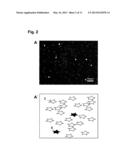 COLLAGEN-CONTAINING CELL CARRIER diagram and image