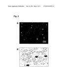 COLLAGEN-CONTAINING CELL CARRIER diagram and image