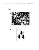 COLLAGEN-CONTAINING CELL CARRIER diagram and image