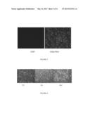 DIFFERENTIATION OF MESENCHYMAL STEM CELLS INTO FIBROBLASTS, COMPOSITIONS     COMPRISING MESENCHYMAL STEM CELL-DERIVED FIBROBLASTS, AND METHODS OF     USING THE SAME diagram and image