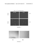 DIFFERENTIATION OF MESENCHYMAL STEM CELLS INTO FIBROBLASTS, COMPOSITIONS     COMPRISING MESENCHYMAL STEM CELL-DERIVED FIBROBLASTS, AND METHODS OF     USING THE SAME diagram and image