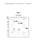 METHOD OF PREPARING A FUSION PROTEIN FOR THE INHIBITION OR REDUCTION OF     SECRETION OF AN EXTRACELLULAR MEDIATOR FROM A TARGET CELL diagram and image