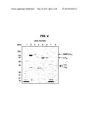 METHOD OF PREPARING A FUSION PROTEIN FOR THE INHIBITION OR REDUCTION OF     SECRETION OF AN EXTRACELLULAR MEDIATOR FROM A TARGET CELL diagram and image