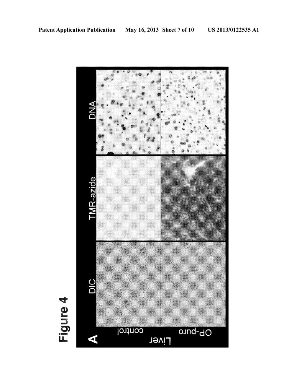 METHODS AND COMPOSITIONS FOR LABELING POLYPEPTIDES - diagram, schematic, and image 08