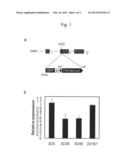 METHOD FOR INDUCING DIFFERENTIATION OF HUMAN PLURIPOTENT STEM CELL INTO     INTERMEDIATE MESODERM CELL diagram and image