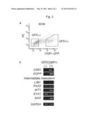 METHOD FOR INDUCING DIFFERENTIATION OF HUMAN PLURIPOTENT STEM CELL INTO     INTERMEDIATE MESODERM CELL diagram and image