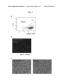 METHOD FOR INDUCING DIFFERENTIATION OF HUMAN PLURIPOTENT STEM CELL INTO     INTERMEDIATE MESODERM CELL diagram and image