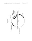 PRODUCTION OF ISOPRENE, ISOPRENOID PRECURSORS, AND ISOPRENOIDS USING     ACETOACETYL-COA SYNTHASE diagram and image