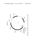 PRODUCTION OF ISOPRENE, ISOPRENOID PRECURSORS, AND ISOPRENOIDS USING     ACETOACETYL-COA SYNTHASE diagram and image