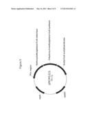 PRODUCTION OF ISOPRENE, ISOPRENOID PRECURSORS, AND ISOPRENOIDS USING     ACETOACETYL-COA SYNTHASE diagram and image