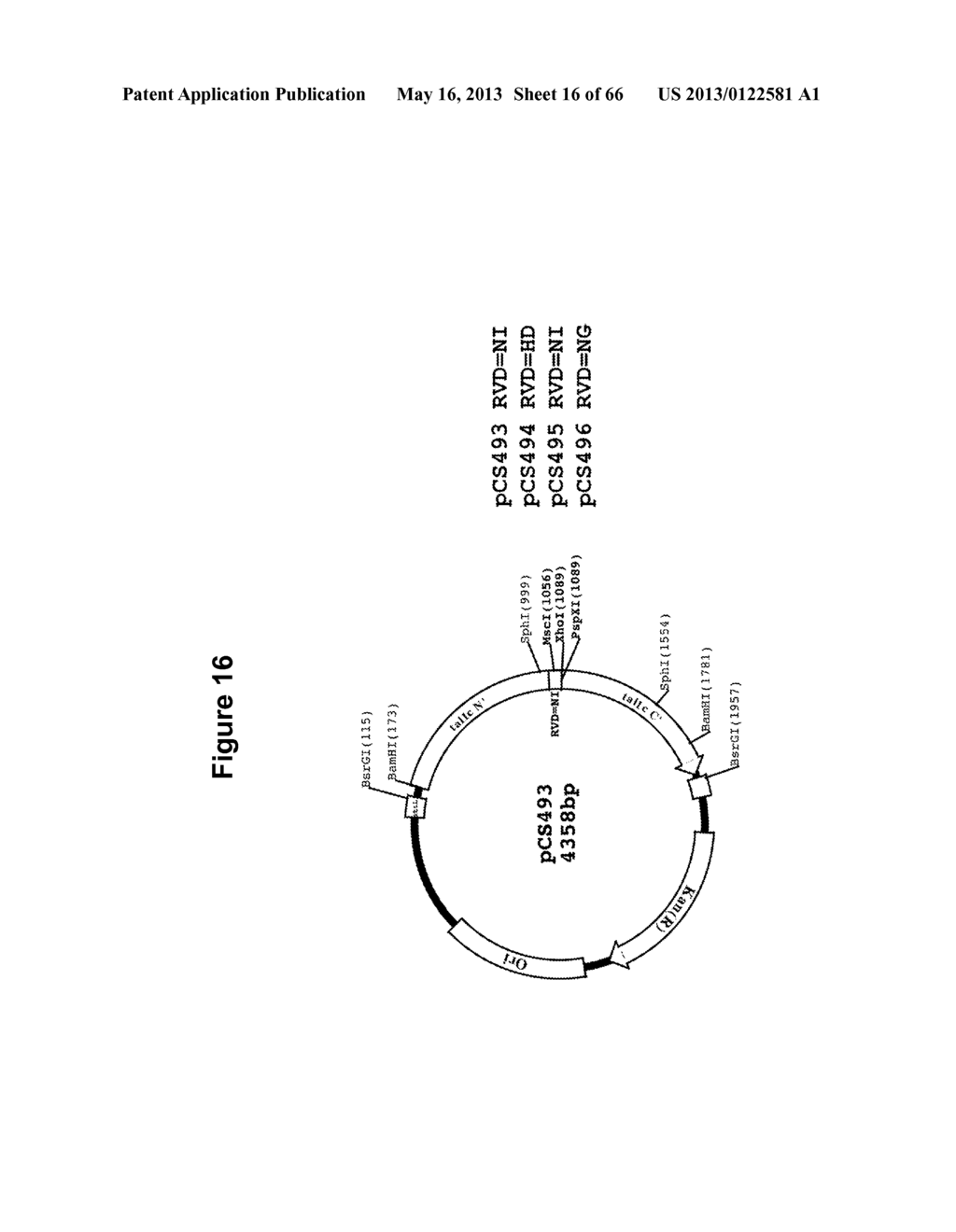 TAL EFFECTOR-MEDIATED DNA MODIFICATION - diagram, schematic, and image 17