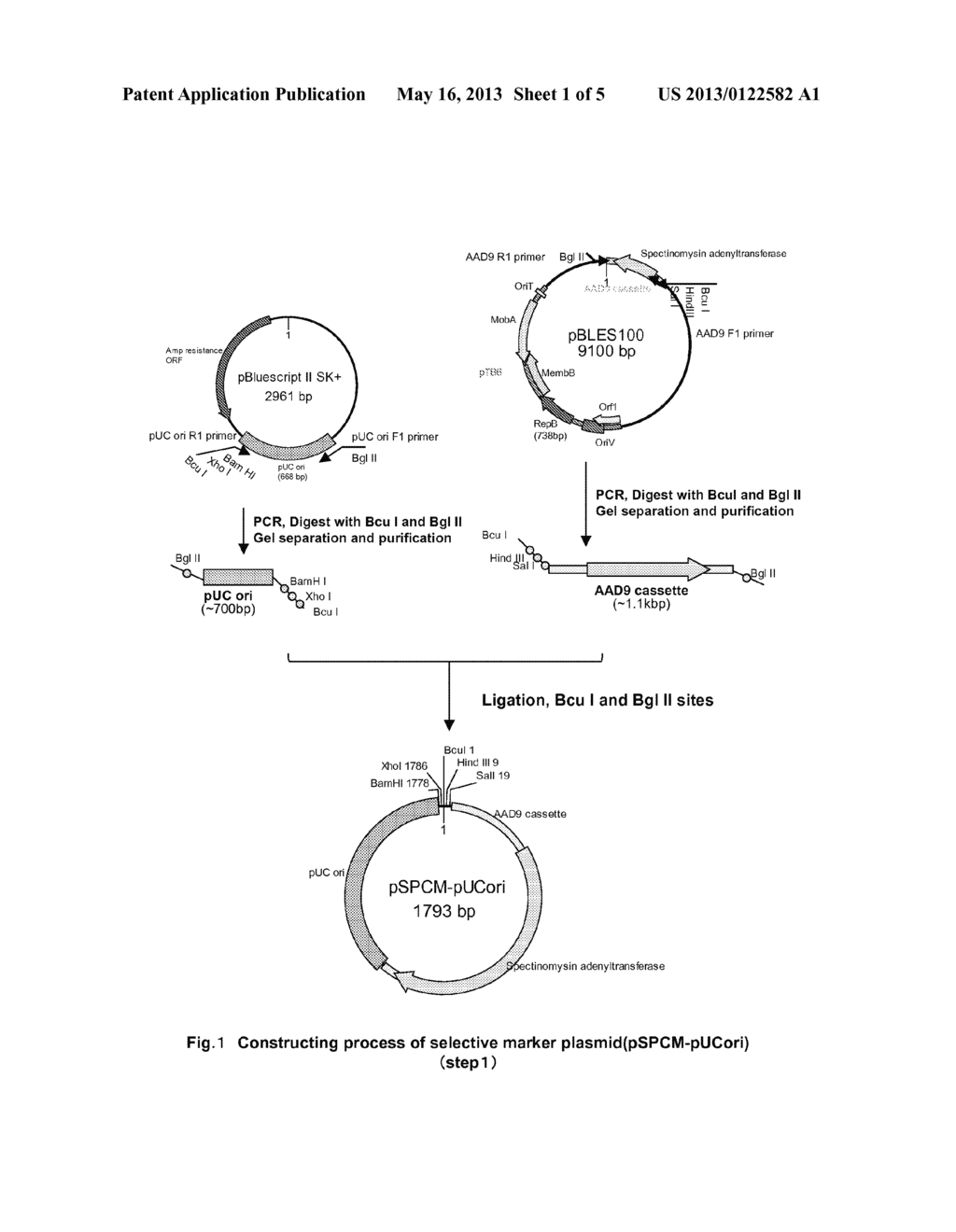 EXPRESSION VECTOR - diagram, schematic, and image 02