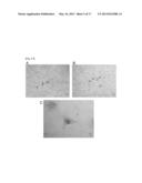 METHOD OF CULTURING PANCREATIC ISLET-LIKE TISSUES BY A TISSUE COMPLEX OF     PANCREAS-DERIVED NON-ENDOCRINAL EPITHELIAL CELLS AND VASCULAR ENDOTHELIAL     CELLS diagram and image