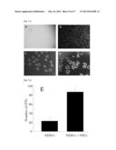 METHOD OF CULTURING PANCREATIC ISLET-LIKE TISSUES BY A TISSUE COMPLEX OF     PANCREAS-DERIVED NON-ENDOCRINAL EPITHELIAL CELLS AND VASCULAR ENDOTHELIAL     CELLS diagram and image