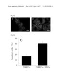 METHOD OF CULTURING PANCREATIC ISLET-LIKE TISSUES BY A TISSUE COMPLEX OF     PANCREAS-DERIVED NON-ENDOCRINAL EPITHELIAL CELLS AND VASCULAR ENDOTHELIAL     CELLS diagram and image