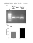 METHOD OF CULTURING PANCREATIC ISLET-LIKE TISSUES BY A TISSUE COMPLEX OF     PANCREAS-DERIVED NON-ENDOCRINAL EPITHELIAL CELLS AND VASCULAR ENDOTHELIAL     CELLS diagram and image