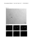 METHOD OF CULTURING PANCREATIC ISLET-LIKE TISSUES BY A TISSUE COMPLEX OF     PANCREAS-DERIVED NON-ENDOCRINAL EPITHELIAL CELLS AND VASCULAR ENDOTHELIAL     CELLS diagram and image