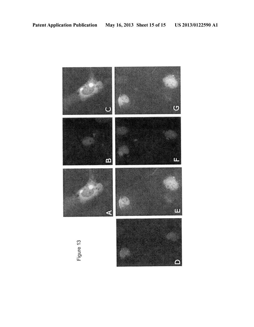 AKT LIGANDS AND POLYNUCLEOTIDES ENCODING AKT LIGANDS - diagram, schematic, and image 16