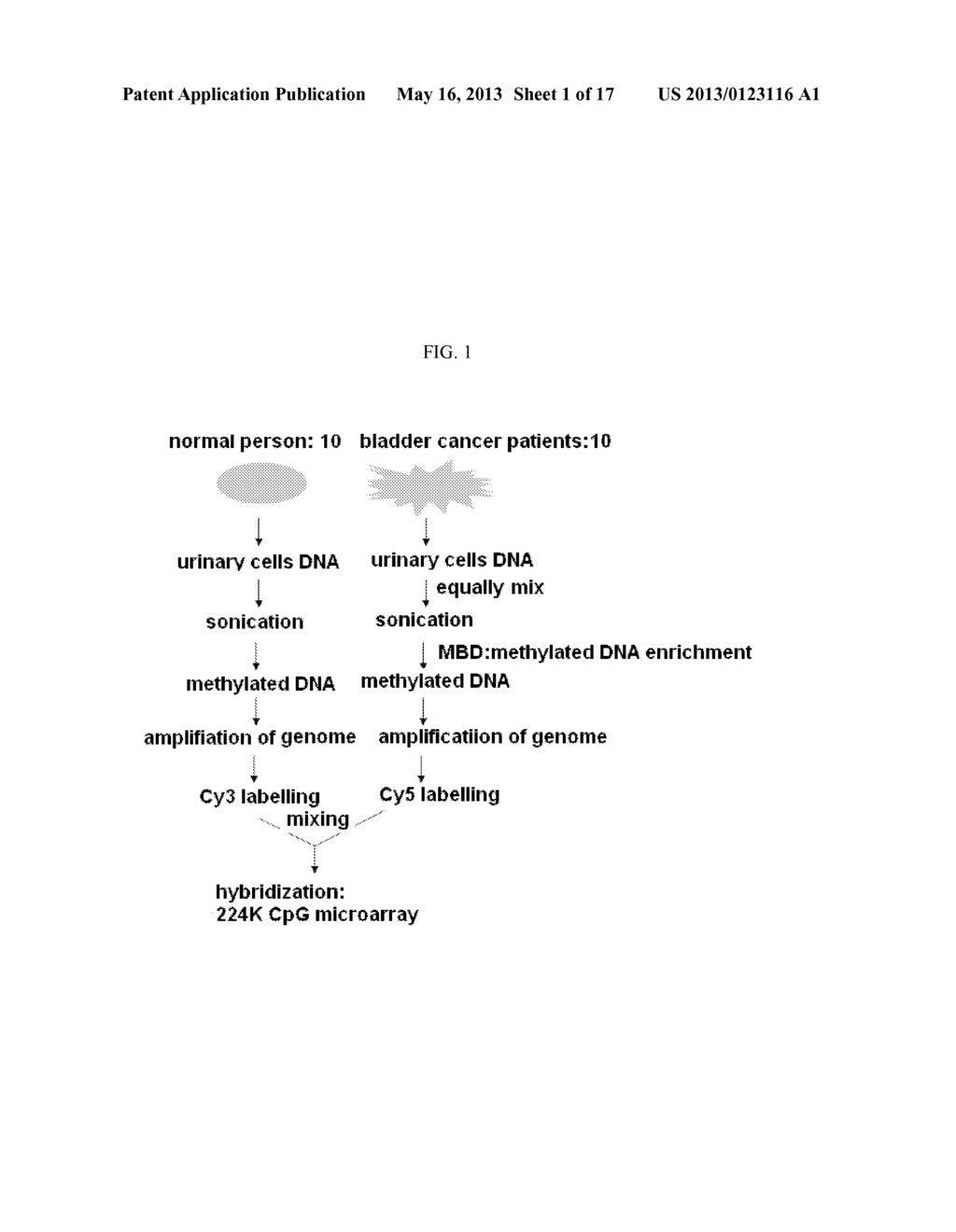 DIAGNOSIS KIT AND CHIP FOR BLADDER CANCER USING BLADDER CANCER SPECIFIC     METHYLATION MARKER GENE - diagram, schematic, and image 02