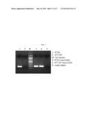 DIAGNOSIS KIT AND CHIP FOR BLADDER CANCER USING BLADDER CANCER SPECIFIC     METHYLATION MARKER GENE diagram and image