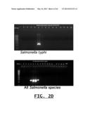 DETECTION OF FOOD THREAT AGENTS AND FOOD-BORNE PATHOGENS diagram and image