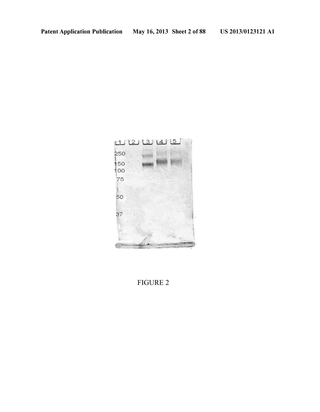 Methods and/or Use of Oligonucleotide-Bead Conjugates for Assays and     Detections - diagram, schematic, and image 03