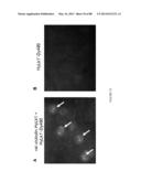 Methods and/or Use of Oligonucleotide-Bead Conjugates for Assays and     Detections diagram and image