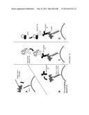 Methods and/or Use of Oligonucleotide-Bead Conjugates for Assays and     Detections diagram and image