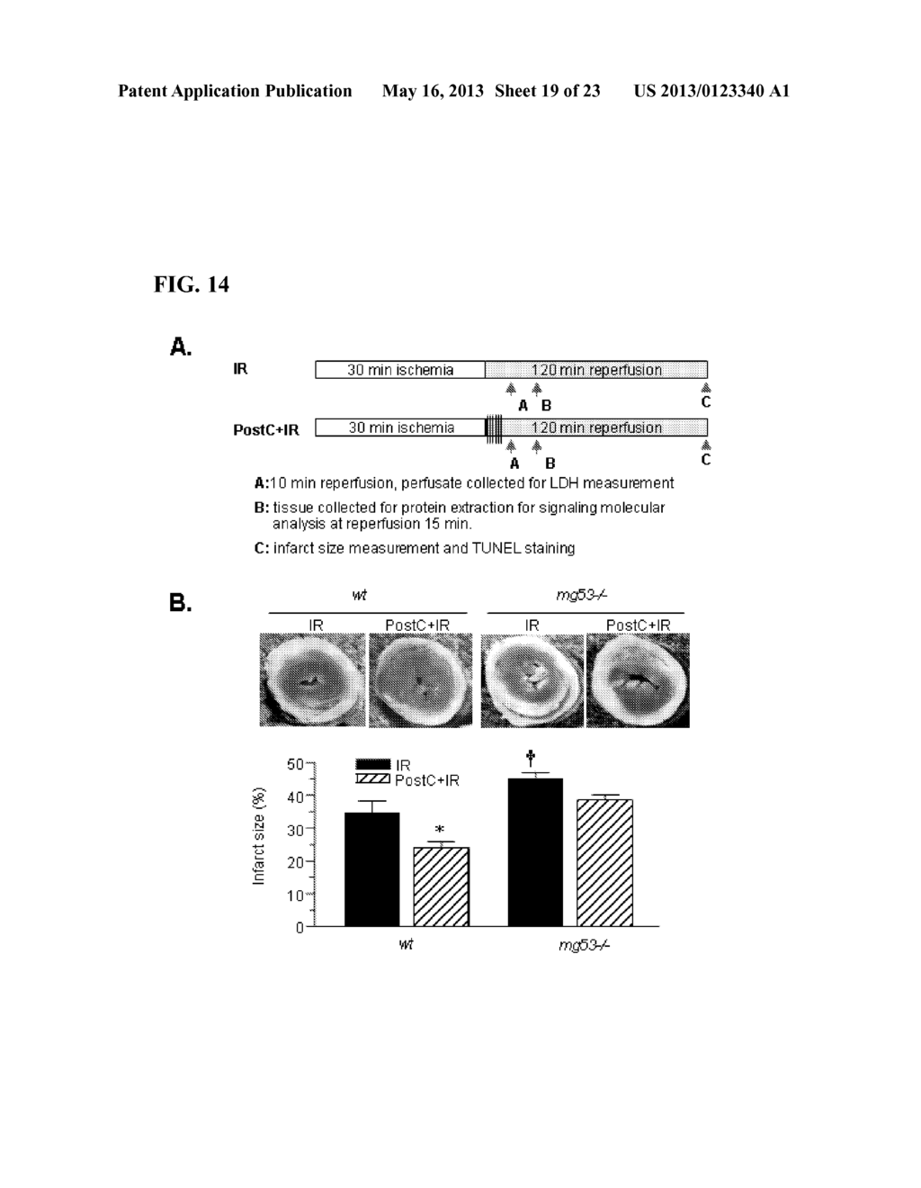 COMPOSITIONS AND METHODS FOR THE TREATMENT AND PREVENTION OF CARDIAC     ISCHEMIC INJURY - diagram, schematic, and image 20