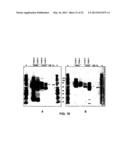 Soluble TNF Receptors and Their Use in Treatment of Disease diagram and image