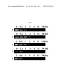 CATIONIC LIPIDS, METHODS FOR PREPARING THE SAME, AND DELIVERY SYSTEMS     HAVING ABILITY TO TRANSITION INTO CELLS COMPRISING THE SAME diagram and image