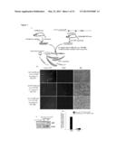 Generation of Lineage-Restricted Progenitor Cells from Differentiated     Cells diagram and image