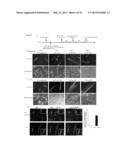 Generation of Lineage-Restricted Progenitor Cells from Differentiated     Cells diagram and image