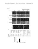 Generation of Lineage-Restricted Progenitor Cells from Differentiated     Cells diagram and image