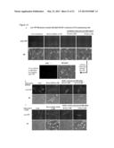 Generation of Lineage-Restricted Progenitor Cells from Differentiated     Cells diagram and image